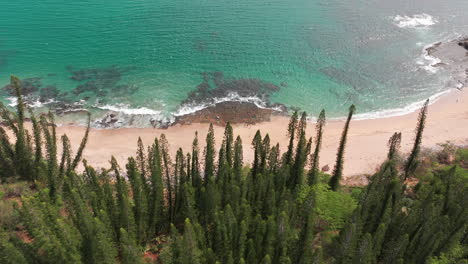 Aerial drone shot of Turtle Bay near Gouaro, New Caledonia, featuring golden sandy beach, rocky cliffs, pine forest and turquoise Pacific waters