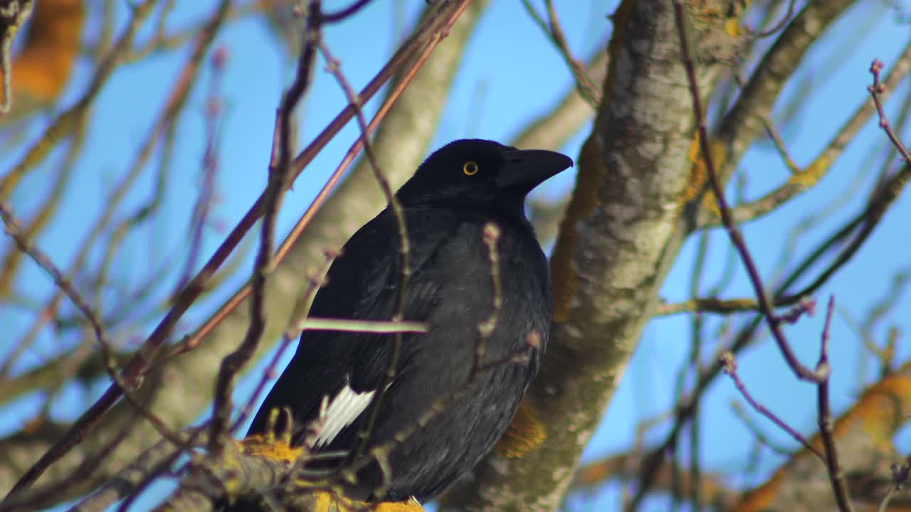 Pied Currawong Perched On Bare Tree Branch Sunset Australia, Victoria, Gippsland, Maffra