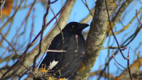pied currawong perched on bare tree branch sunset australia, victoria, gippsland, maffra