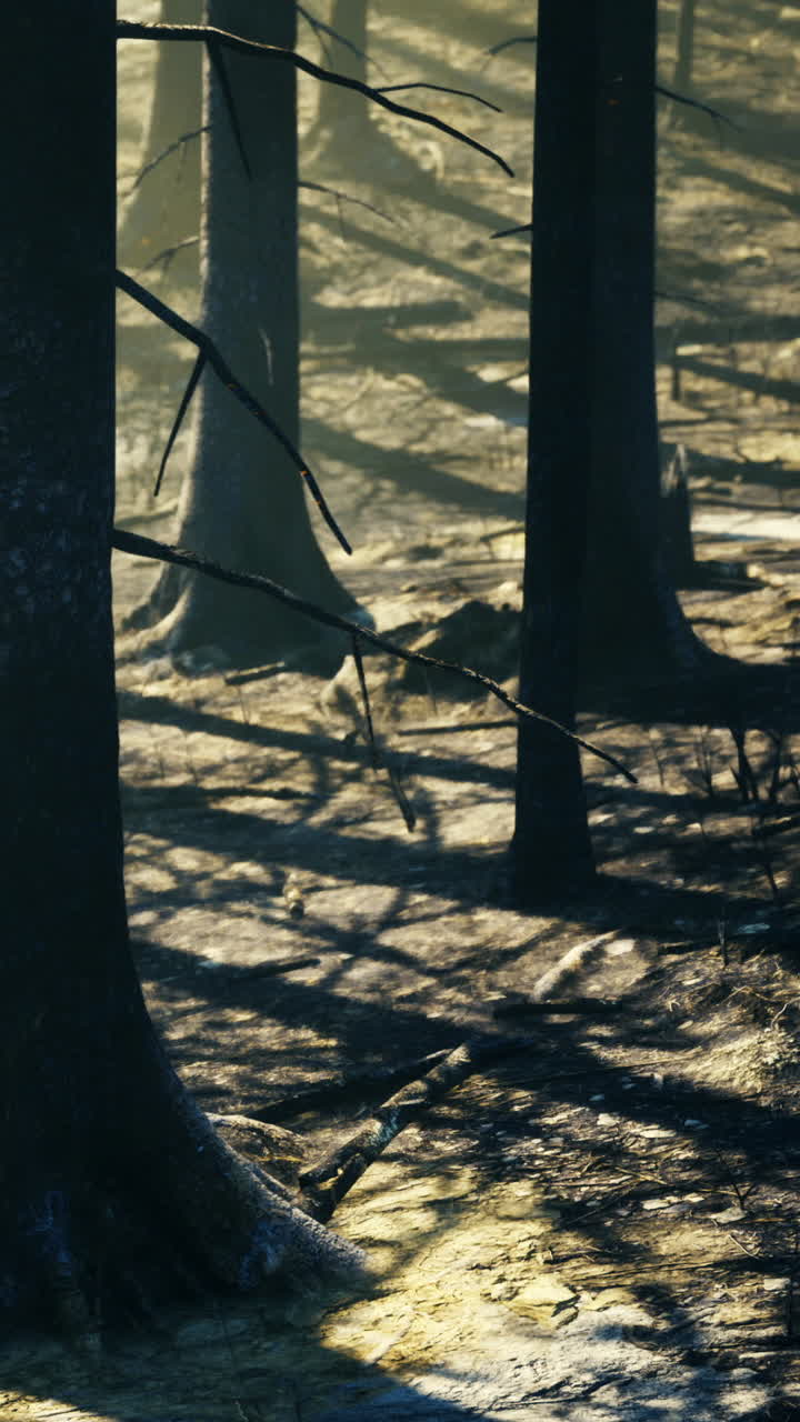 Mysterious sunlight filters through ancient trees in a tranquil forest scene