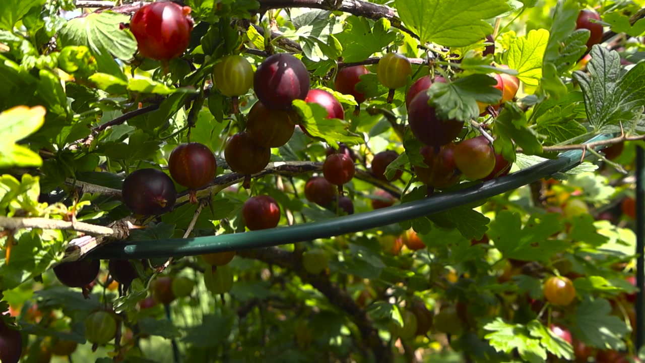 Abbondanti ribes rossi maturi appesi a un rigoglioso ramo verde e che ondeggiano lentamente nel vento in una soleggiata giornata estiva, mostrando un raccolto abbondante in un giardino biologico.