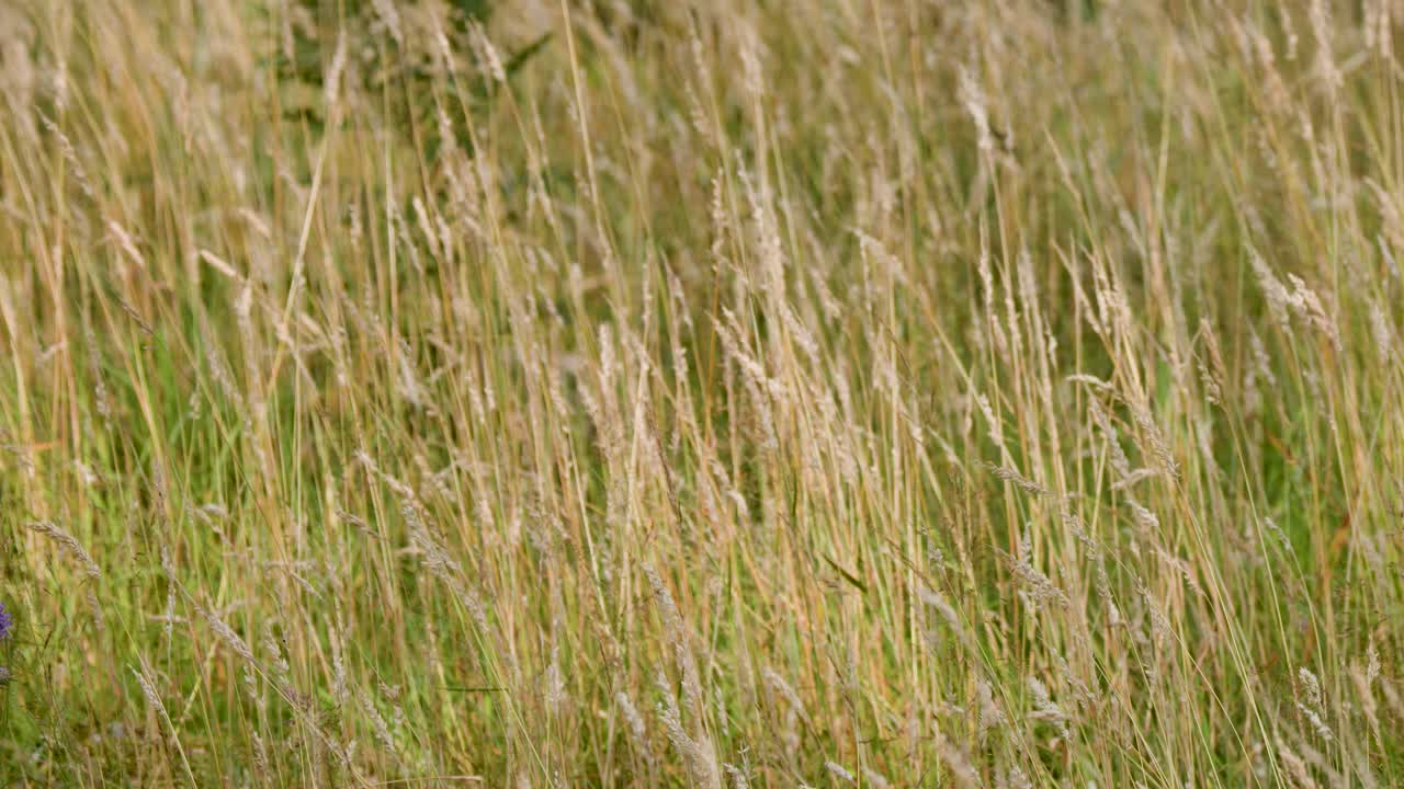 Tall wild grasses sway in natural sunlight, subtle camera movement, peaceful Highland meadow environment