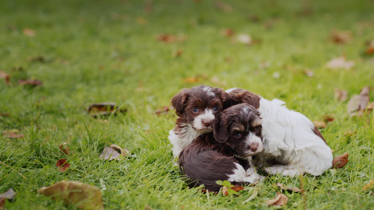 varios cachorros pequeños lindos en el césped de otoño, acurrucándose entre sí