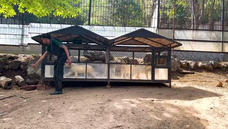 caretaker interacts with lions in enclosure