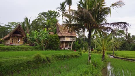 terraced rice fields and beautiful garden of traditional thatched hut in rural bali greenery, low drone dolly in