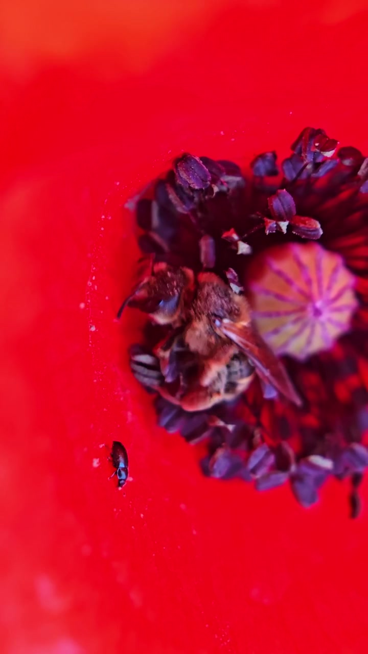 Macro verticale di un'ape che si strofina contro gli stami e il pistillo all'interno di un fiore di papavero rosso
