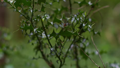 close up of holly leaves growing on bush in forest in countryside