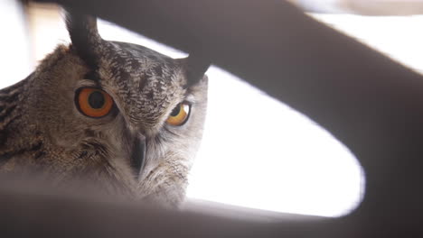 Owl-seen-through-the-branches-of-a-tree