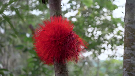 vibrant red blooming brownea flower growing on tree in jungle of ecuador,closeup