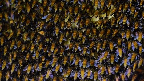 Se-Sabe-Que-Las-Abejas-Melíferas-Gigantes-Construyen-Grandes-Colonias-De-Nidos-Con-Bolsillos-Simétricos-Hechos-De-Cera-Para-Almacenar-Miel-Como-Fuente-De-Alimento.