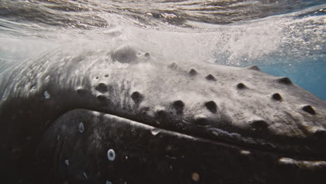 primer plano extremo de la cara de la ballena jorobada bebé y las barracudas que incrustan la boca mientras la luz del sol brilla en el cuerpo