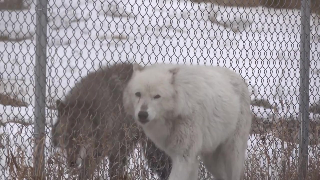 An Alaskan Tundra Wolf name Shasta