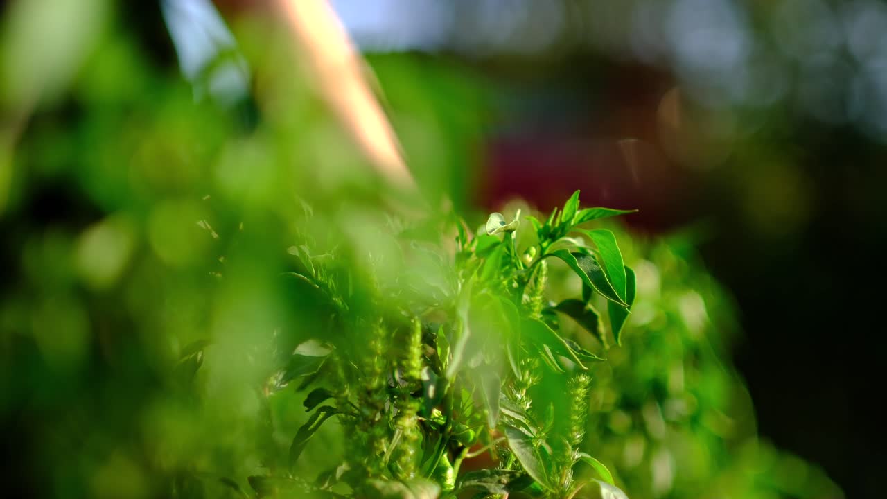 mujer recogiendo pimientos de las plantas