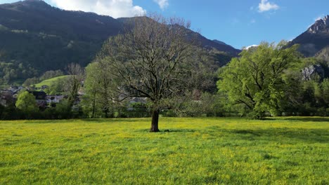 arch shot of a dried up maple tree adorned with captivating swiss landscape