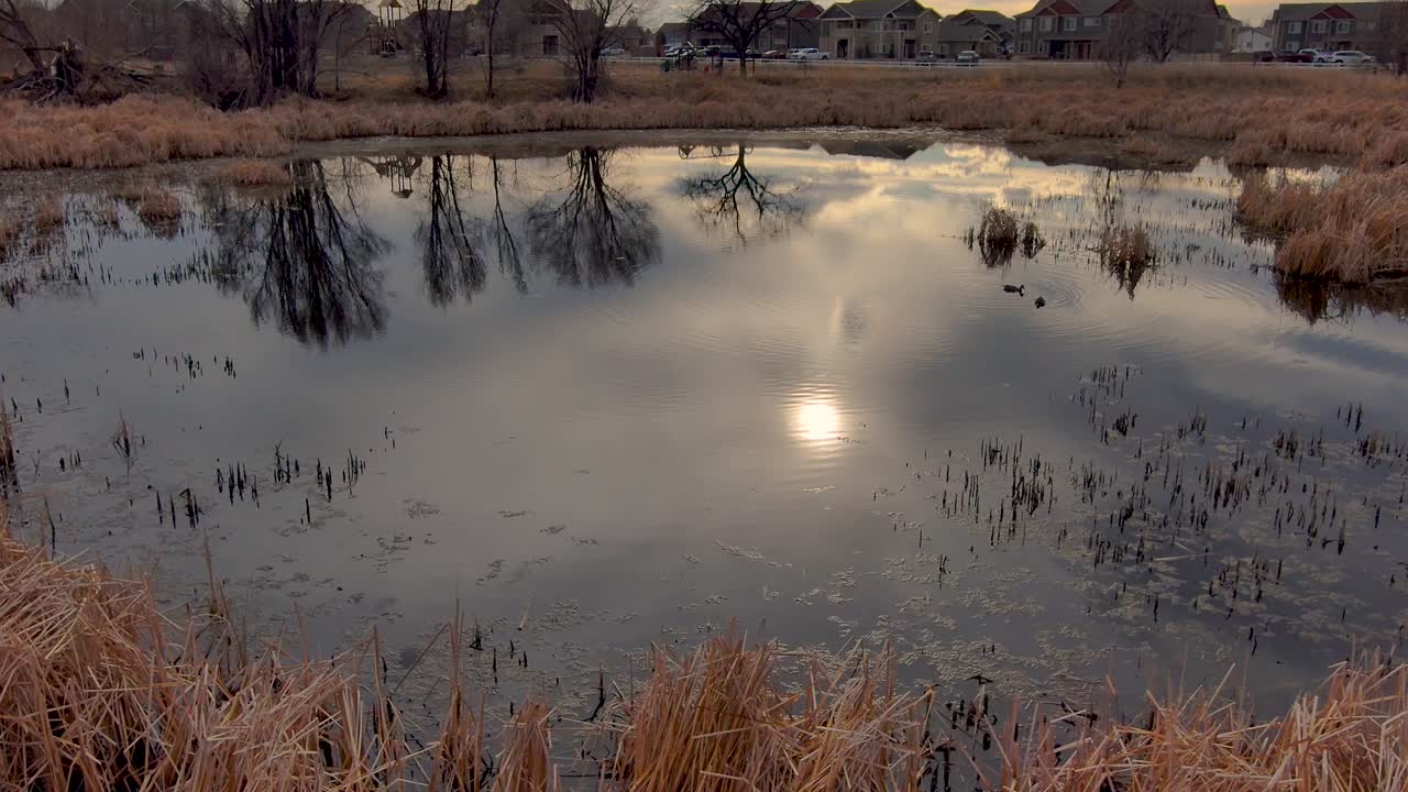 un par de patos nadan en los románticos reflejos de la tarde de este estanque urbano mientras los niños juegan en la distancia