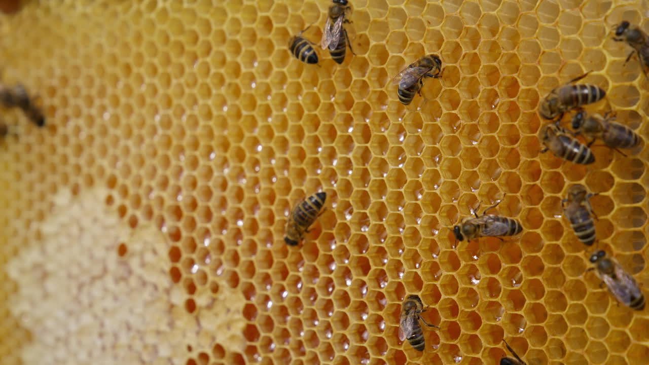Industrious bees crawling over the wax cells full of fresh honey. Working insects on top of the light honeycombs. Close up.