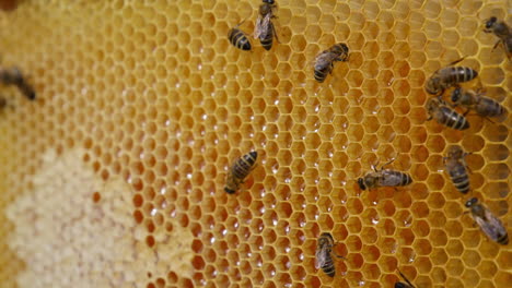 industrious bees crawling over the wax cells full of fresh honey. working insects on top of the light honeycombs. close up.