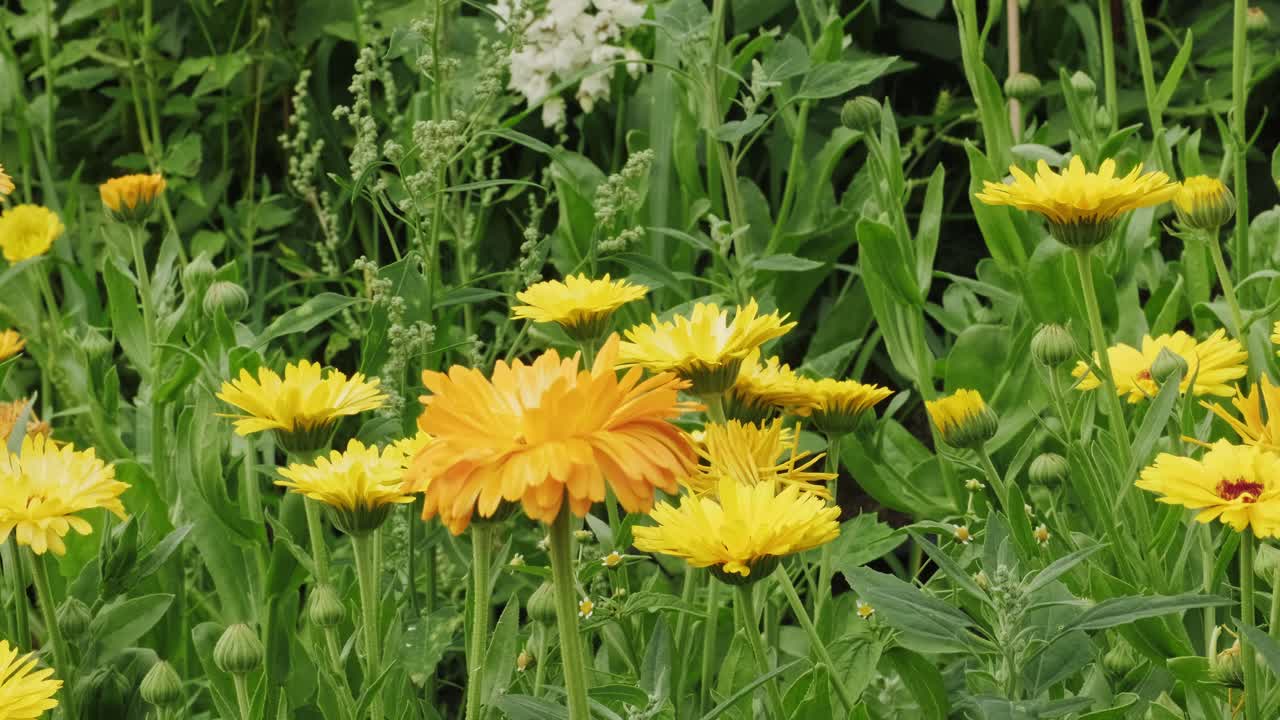vista panorámica izquierda de flores de caléndula amarillas revoloteando en el viento mientras crecen en hierba verde el día de verano en el jardín
