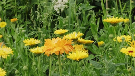 Pan-left-view-of-yellow-marigold-flowers-fluttering-in-wind-while-growing-in-green-grass-on-summer-day-in-garden