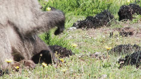 Un-Gran-Babuino-Macho-Recogiendo-Y-Comiendo-Margaritas-Amarillas-En-La-Sabana-Africana,-De-Cerca