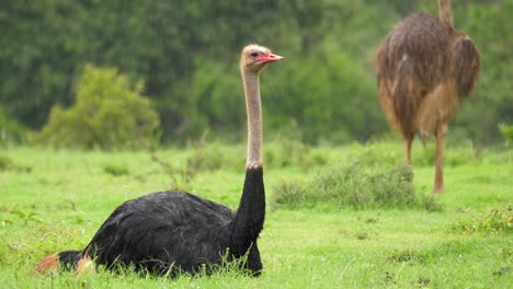 male ostrich sitting and female standing in background in rainy day