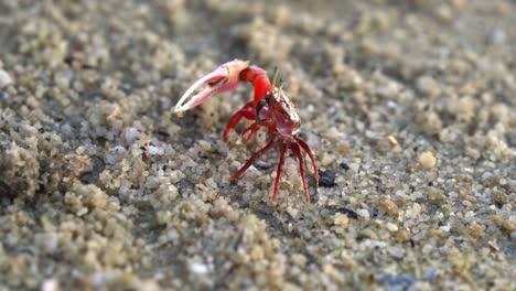 Close-up-shot-of-crustacean-species,-a-wild-male-sand-fiddler-crab-displaying-courtship,-waving-its-distinctive-asymmetric-claws-during-mating-season-to-attract-female-partner