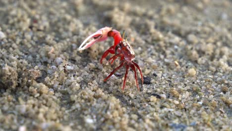 close up shot of crustacean species, a wild male sand fiddler crab displaying courtship, waving its distinctive asymmetric claws during mating season to attract female partner