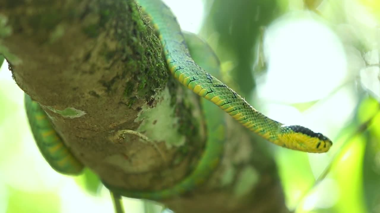 víbora verde de sri lanka craspedocephalus trigonocephalus víbora verde de ceilán serpiente mascota endémica