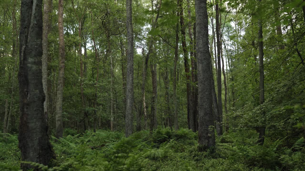 Nel mezzo di un bosco lussureggiante