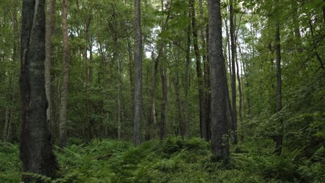 in the middle of a lush woodland