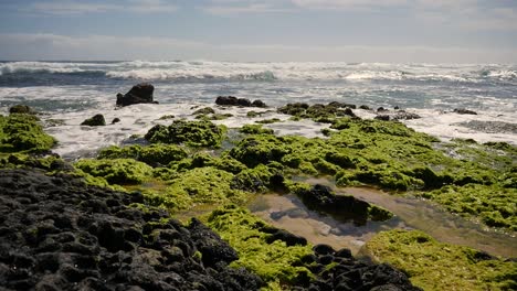 algae and sea grass on volcanic black rock and the pacific ocean waves rolling in on a bright sunny day