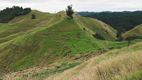 paesaggio rurale neozelandese caratterizzato da colline verdi ondulate, erba dorata che si oscilla al vento e alberi sparsi