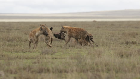 hyena carrying wildebeest skull through open grassland