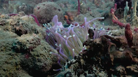 a-cute-anemone-moving-with-the-current-on-the-reef