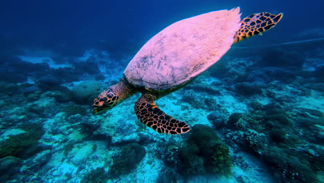 an underwater shot captures a close interaction where a scuba diver's hand touches the shell of a sea turtle as it swims in the gili islands, a scene highlighting human contact with marine wildlife.