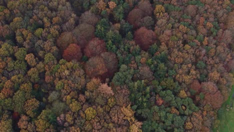 Otoño-En-Oudemirdum-Forrest-Friesland-Con-árboles-Coloridos,-Antena