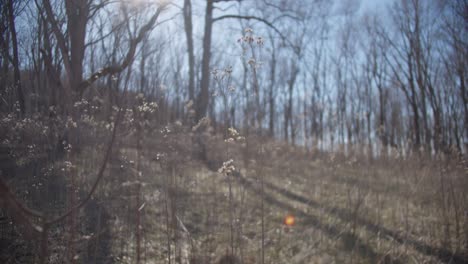 cinematic walking through tall grass field artistic pov with lens flare