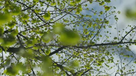 Hojas-Frescas-De-Primavera-En-El-árbol,-Cámara-Lenta,-Vista-De-ángulo-Bajo