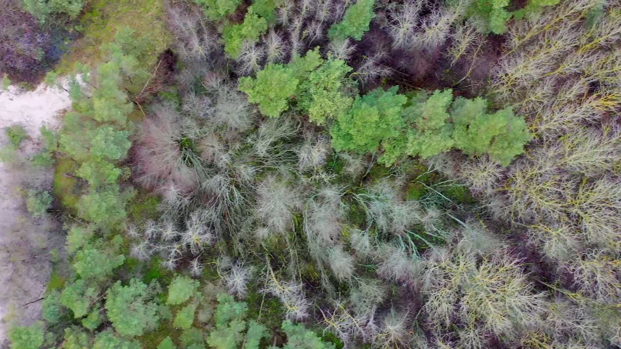 Flyover dead forest with a path.