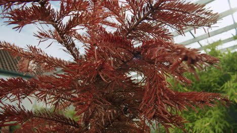 close up shot of a dead soft wood tree standing in the garden