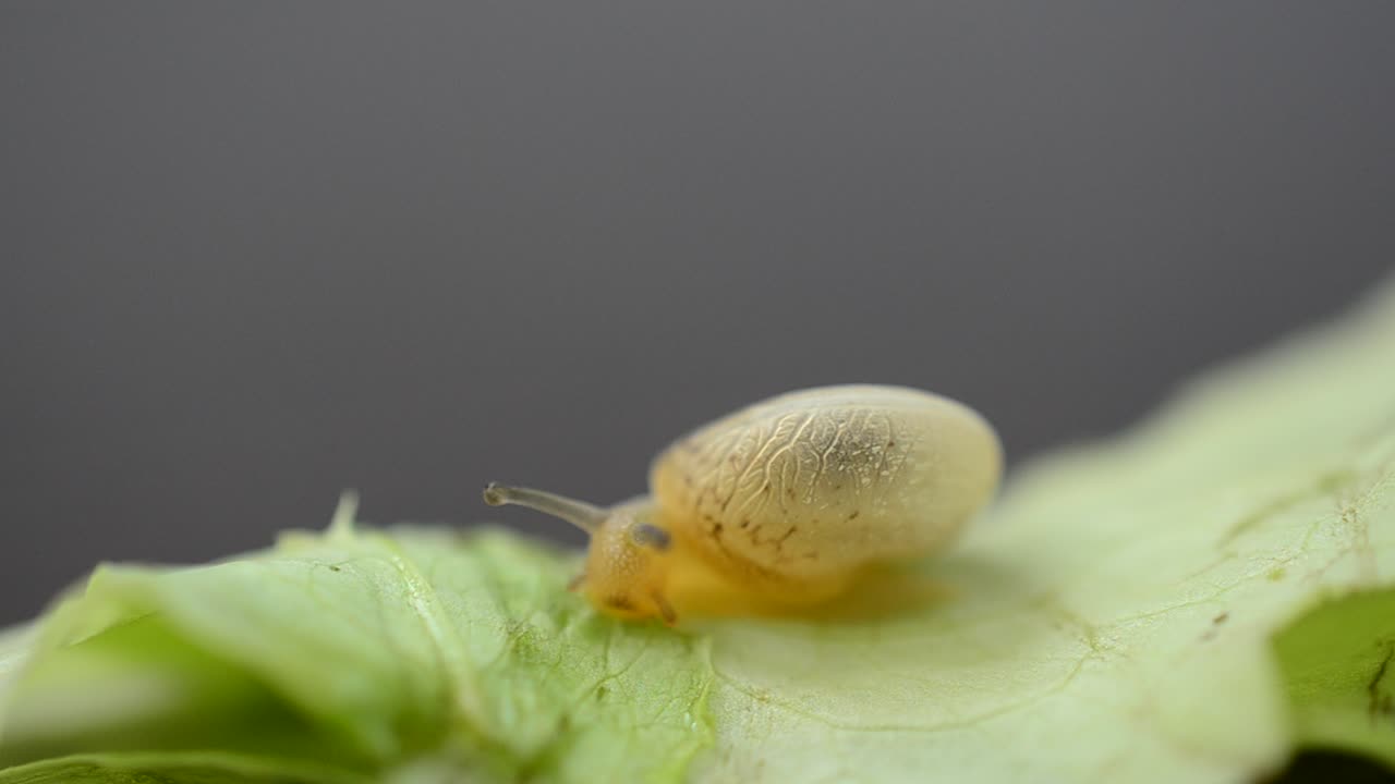 Salad and garden snail. The snail moves on a lettuce leaf