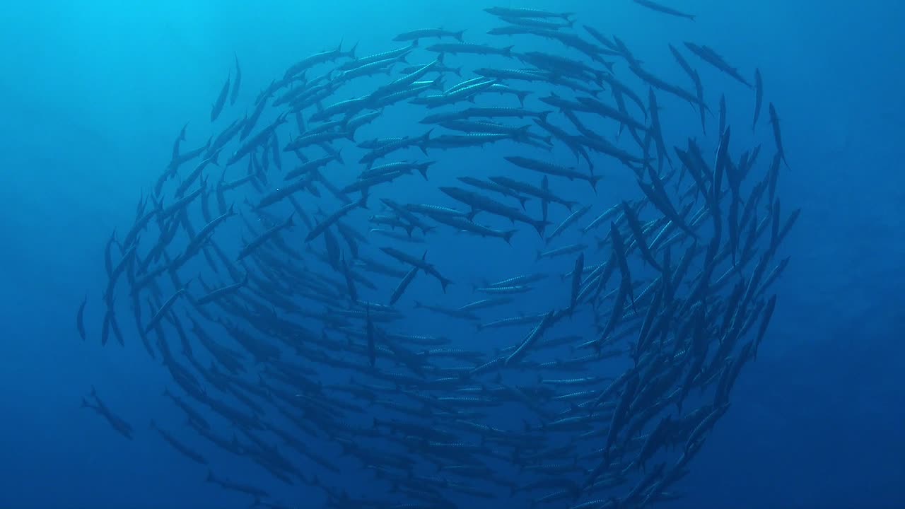 Big shoal of Chevron Barracuda swimming in a circle underwater in the blue ocean
