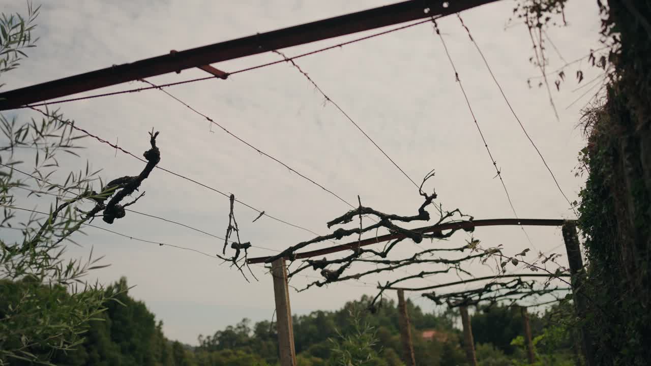 Old, Dead Vines on a Trellis in a Vineyard
