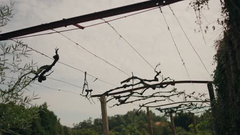 old, dead vines on a trellis in a vineyard