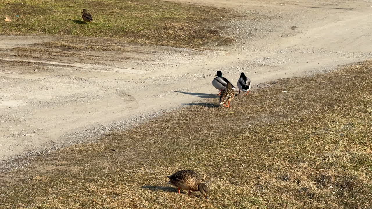 Mallard ducks resting and foraging near a dirt road