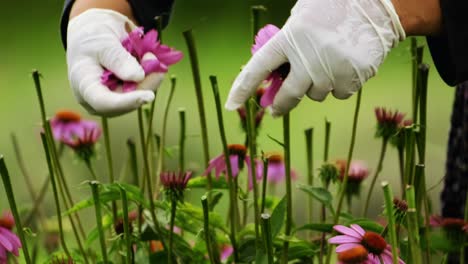 Close-up-shot-of-hands-picking-echinacea-flowers