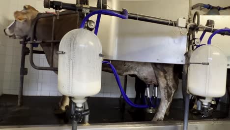 indoor scene of cow connected with pipeline to automatic milking machine with plastic cylinder tank collecting milk