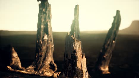 logs-and-trunks-after-the-forest-fire