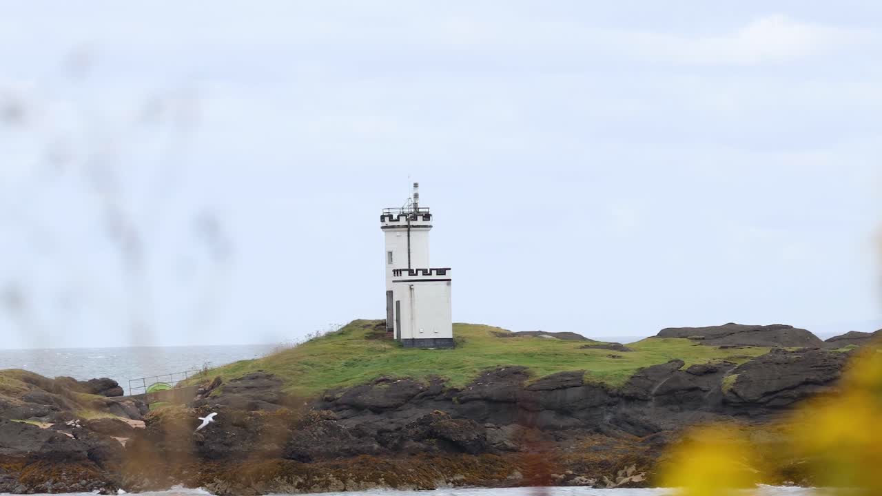 A lighthouse stands on a rocky shore, framed by vibrant yellow flowers in the foreground.