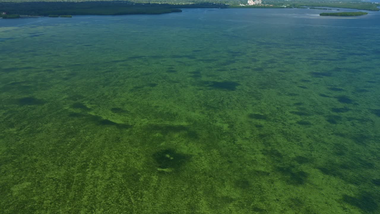 La foresta costiera di mangrovie incontra la baia di acque basse e cristalline con vegetazione visibile e caratteristiche subacquee, creando un ricco habitat naturale vicino a un'area urbana
